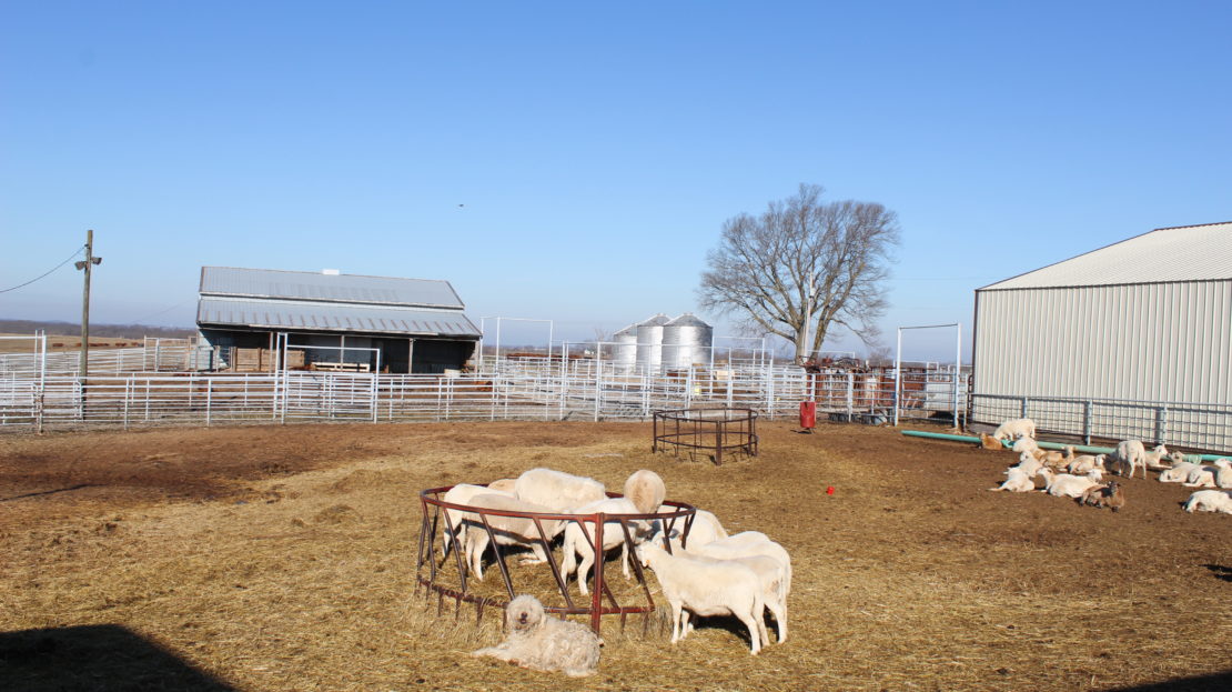 Working Cattle Ranch For Sale in Central MO UC Ranches