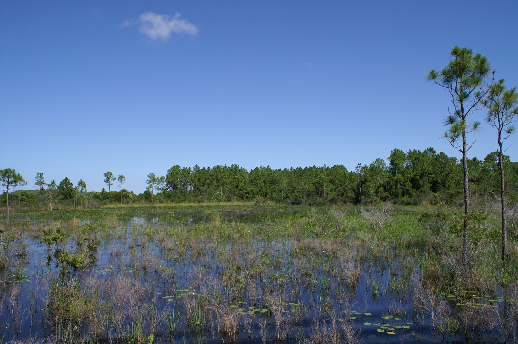 Florida Ranches for Sale | Premier Ranch Real Estate | UC Ranch Properties