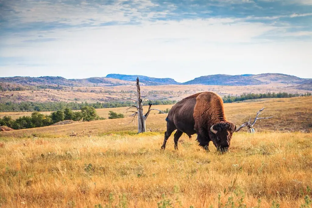 a buffalo grazing in Oklahoma