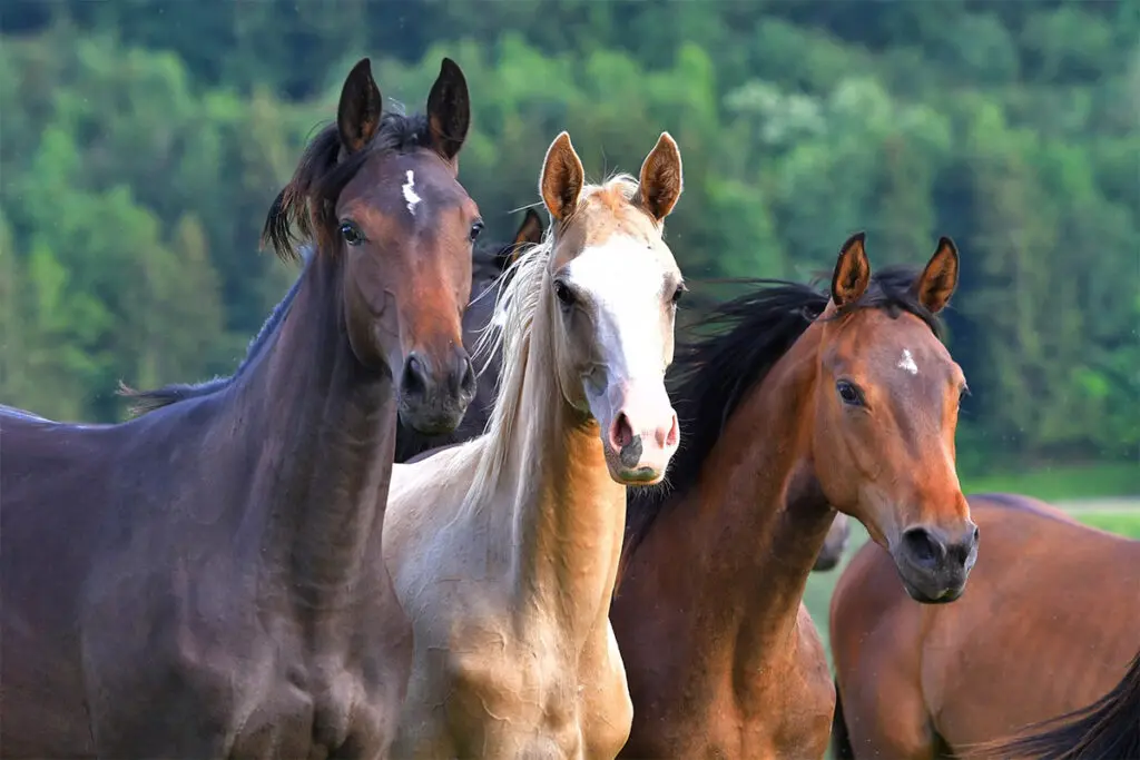 3 horses