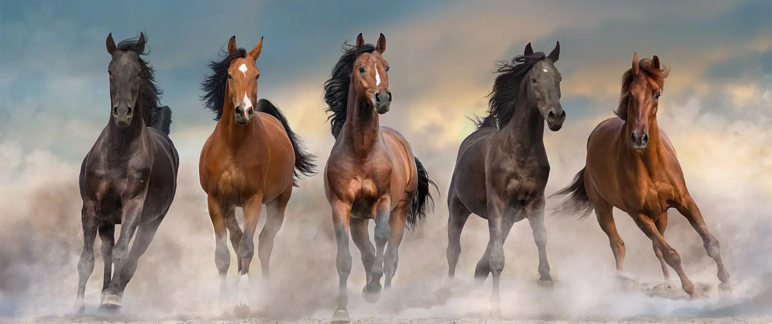 horses running