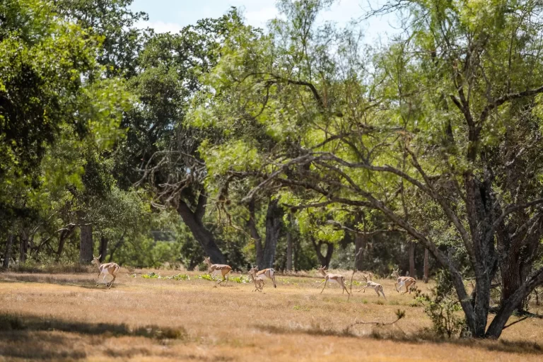 deer running in the trees