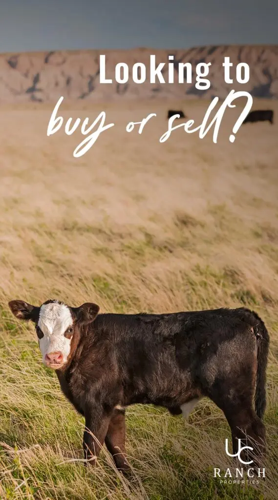 Looking to buy or sell graphic