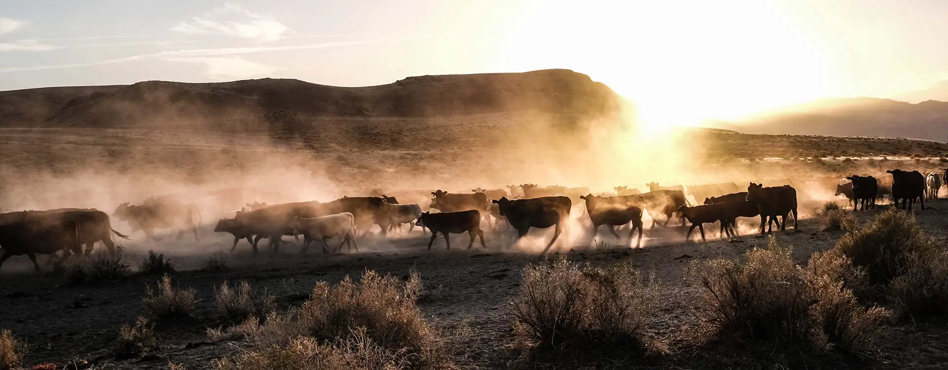 Cattle Drive at Sunset