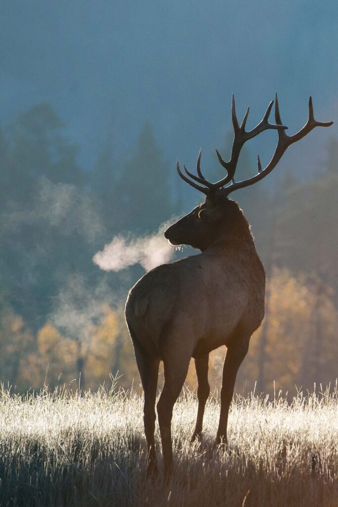 An elk standing in tall grass with their breath visible