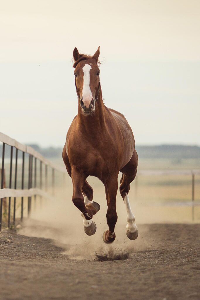 Brown horse with white nose running
