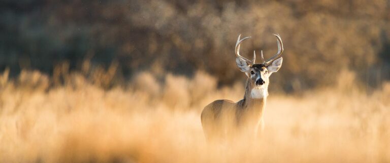 Whitetail Deer - Hunting Ranches in Polk County, TX