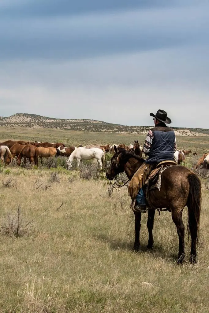 Man on horseback watching pack of horses graze