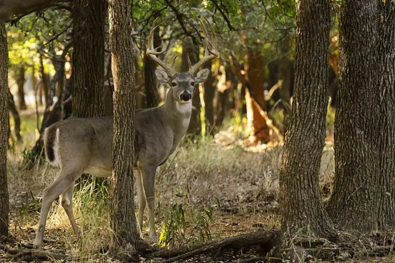 a deer in the woods