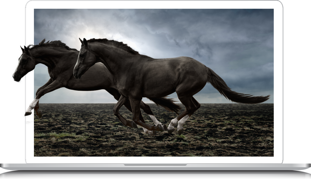 horses running off a webpage on laptop