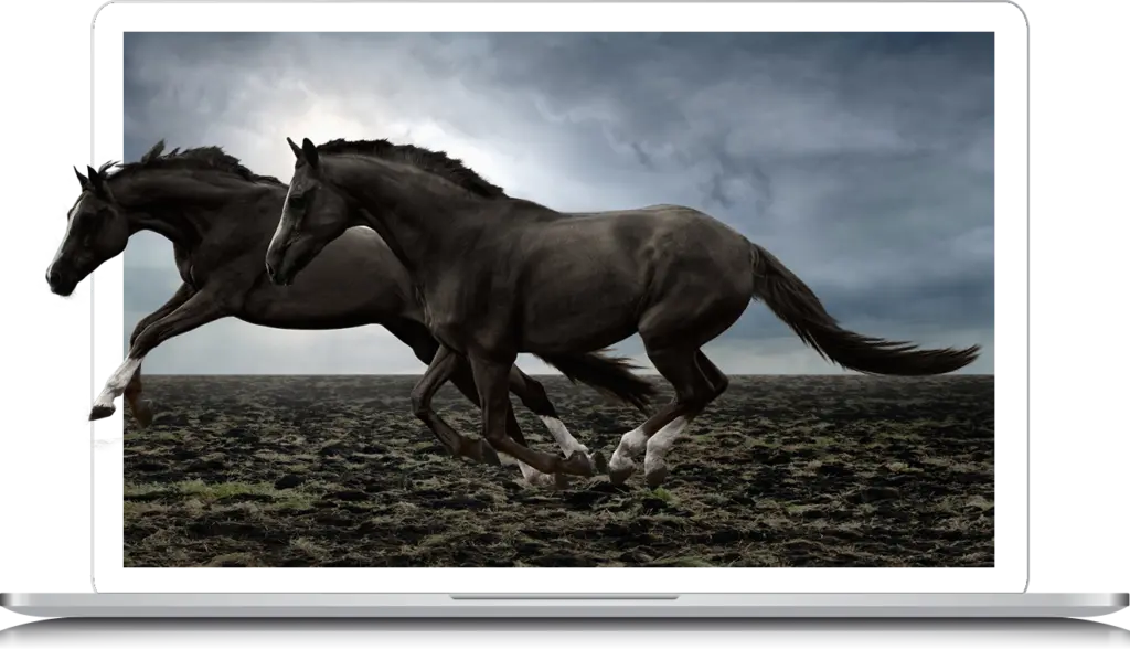horses running off a webpage on laptop