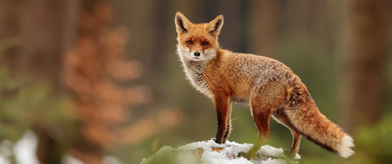 Fox in a forest - conservation easements