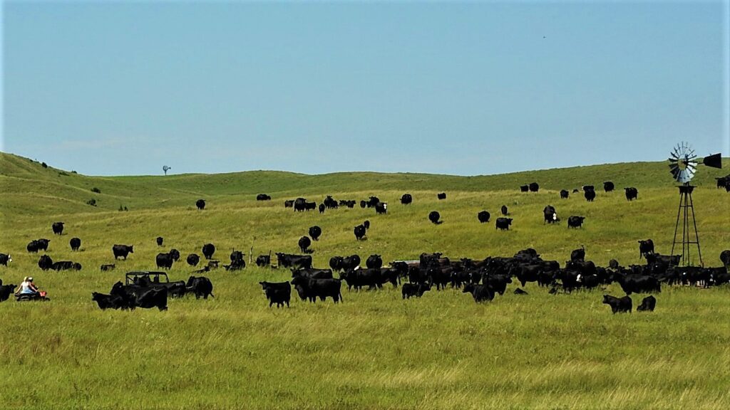 Nebraska Sandhills Cattle Ranch For Sale in Stapleton