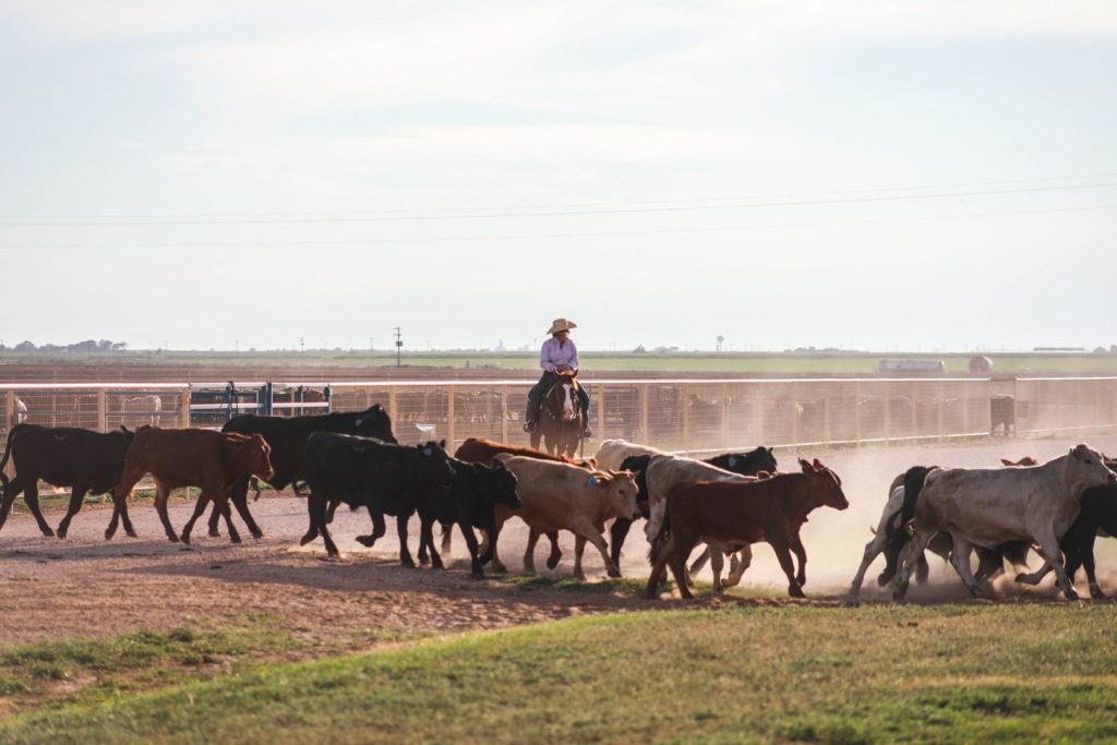 27-Parmer-County-TX-Equine-Training-Facility-and-Land-For-Sale
