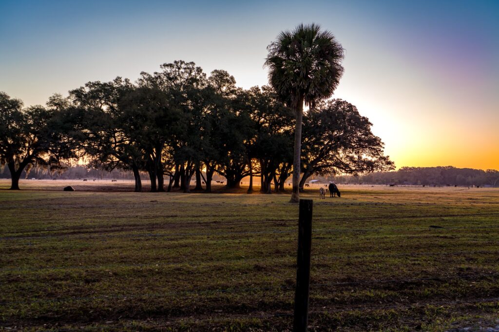 a field with a palm tree at sunset