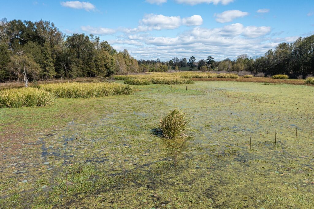 a swamp
