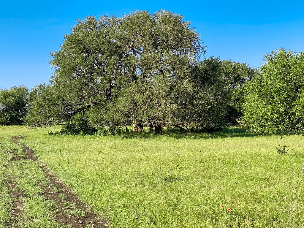 a field with trees