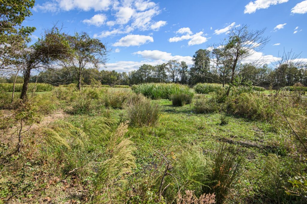 a large field
