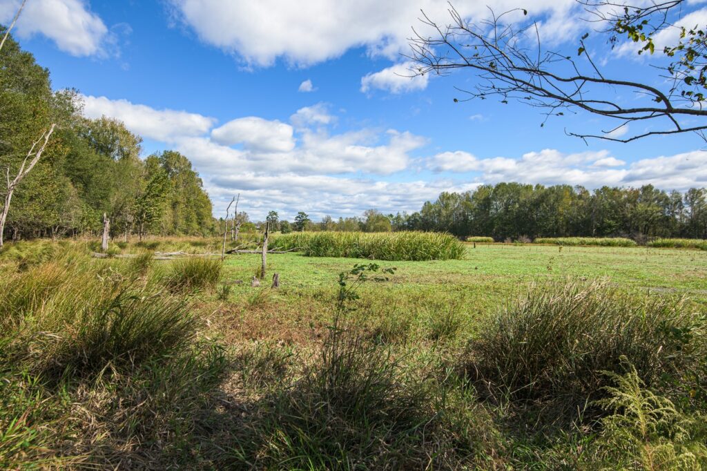 a large field