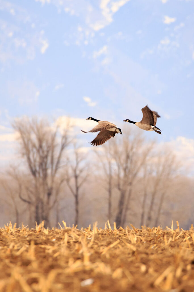 Geese taking off