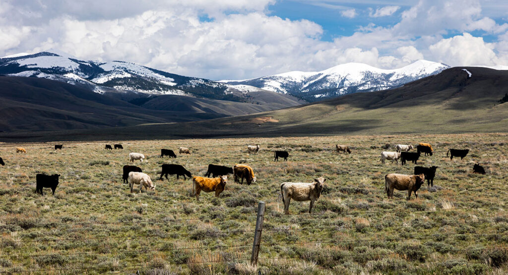 Cattle in Montana
