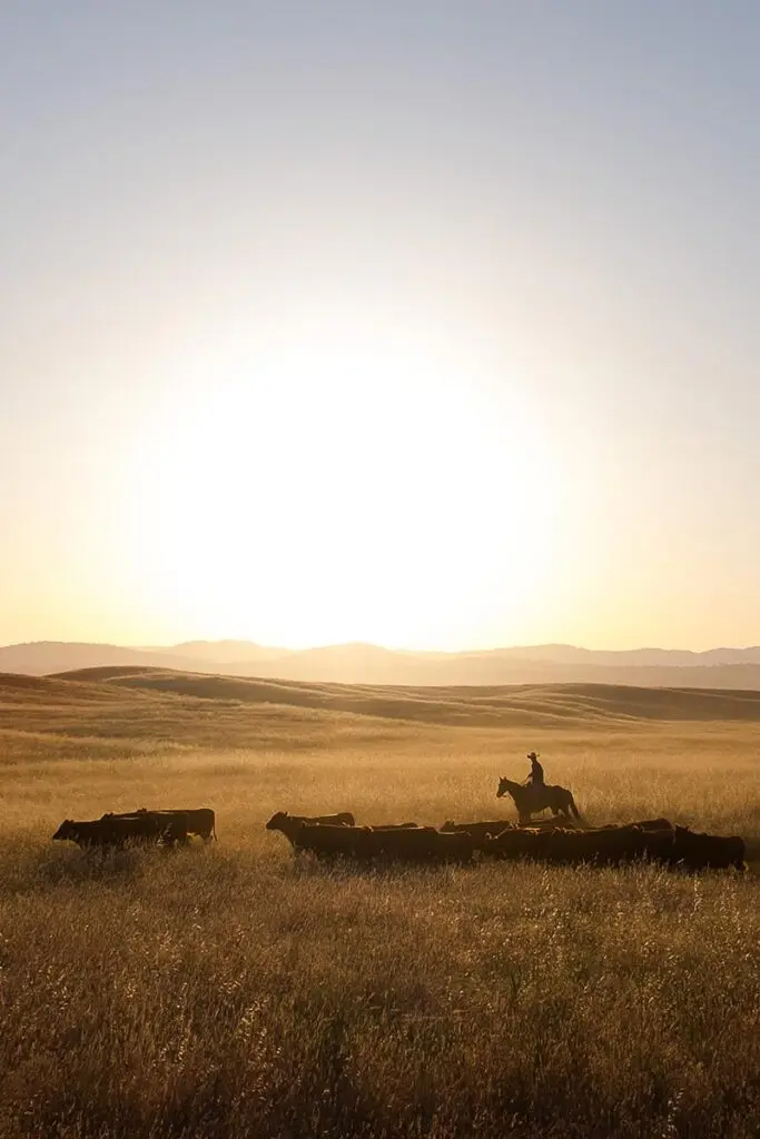 man on horse during a cattle drive