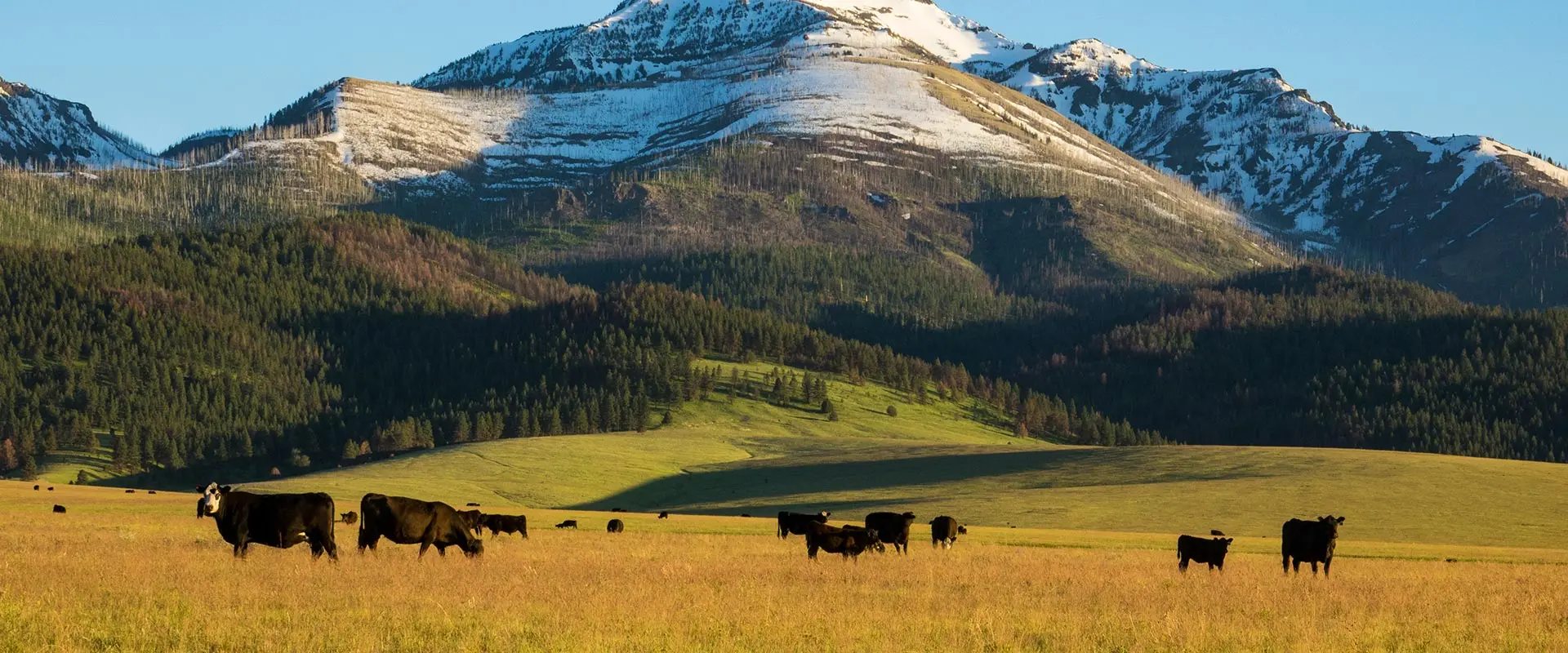 cattle grazing in open tall grass