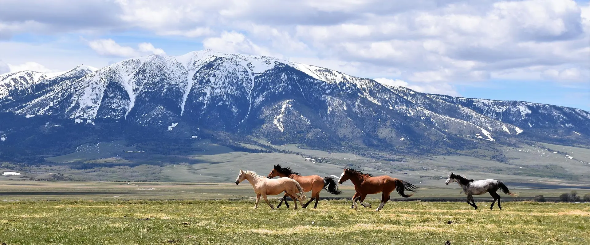 Horse and Equestrian Ranches for Sale