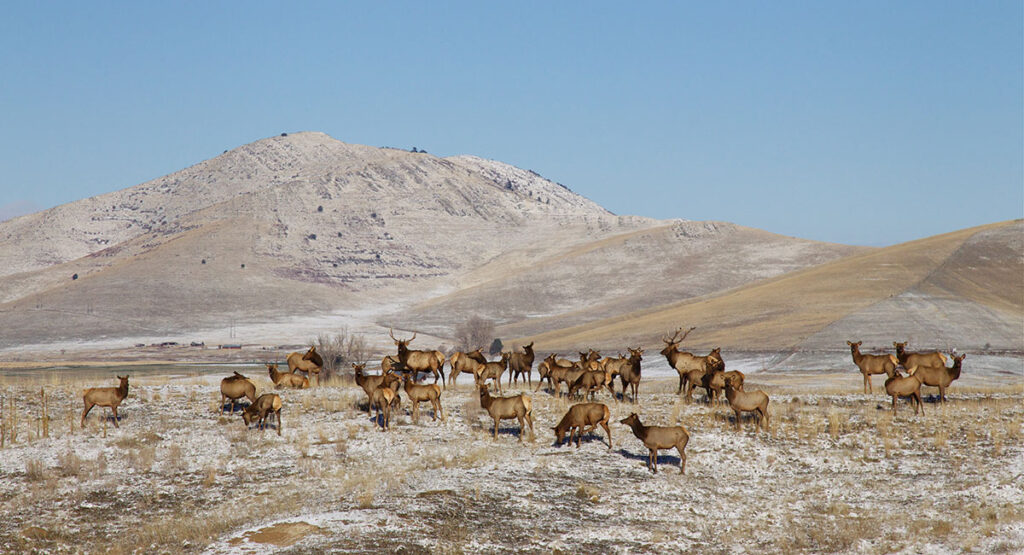 a herd of elk in Montana