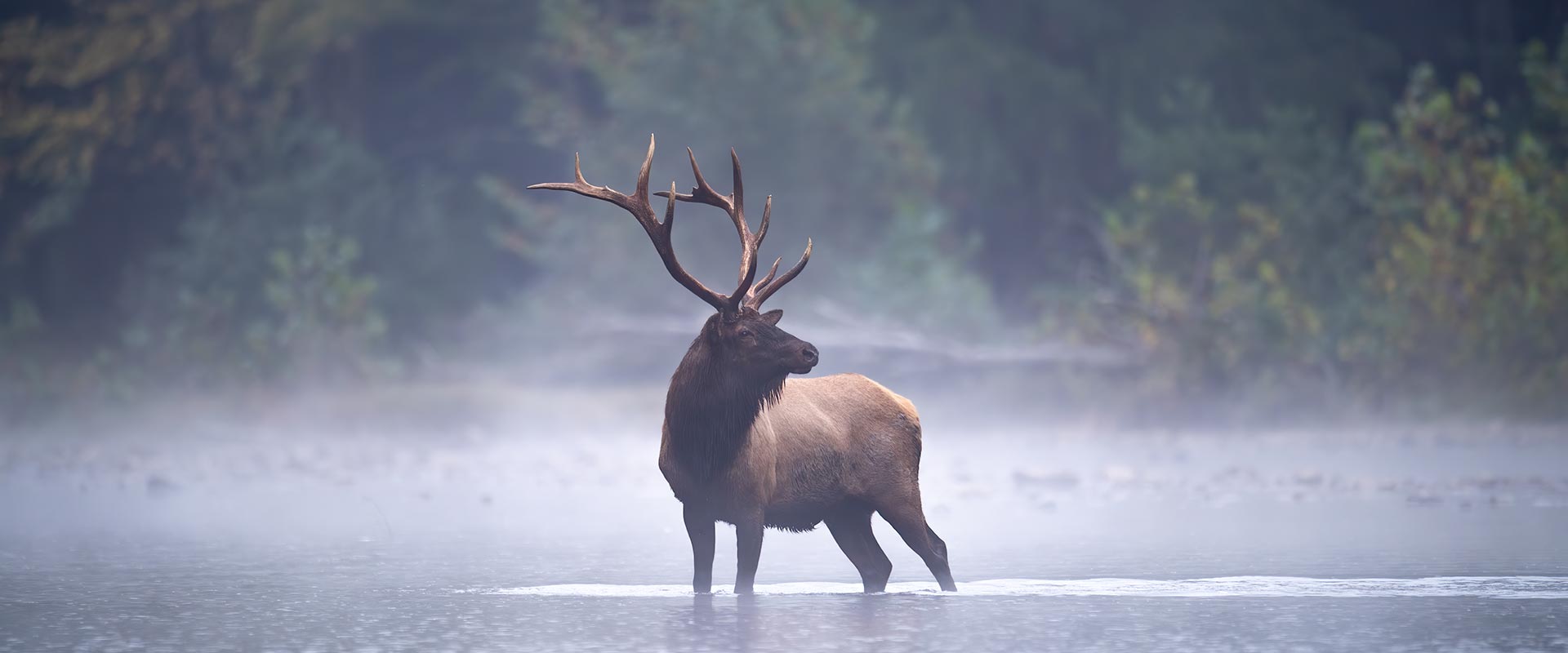 Large elk in a misty pool of water