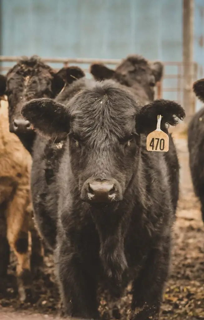 Missouri Cattle Ranches