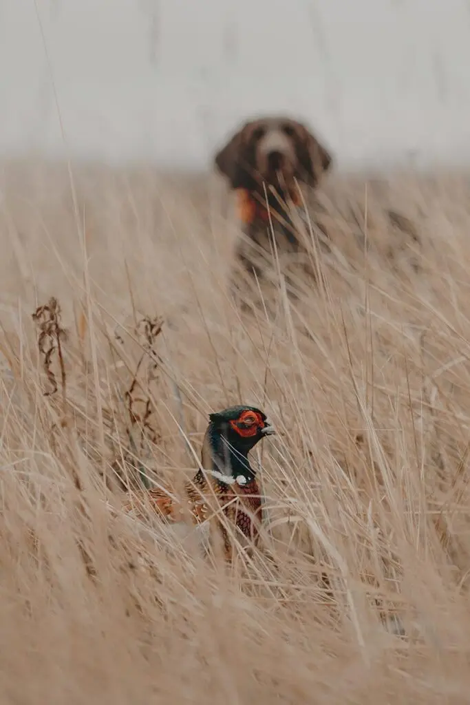 Pheasant with hunting dog in background