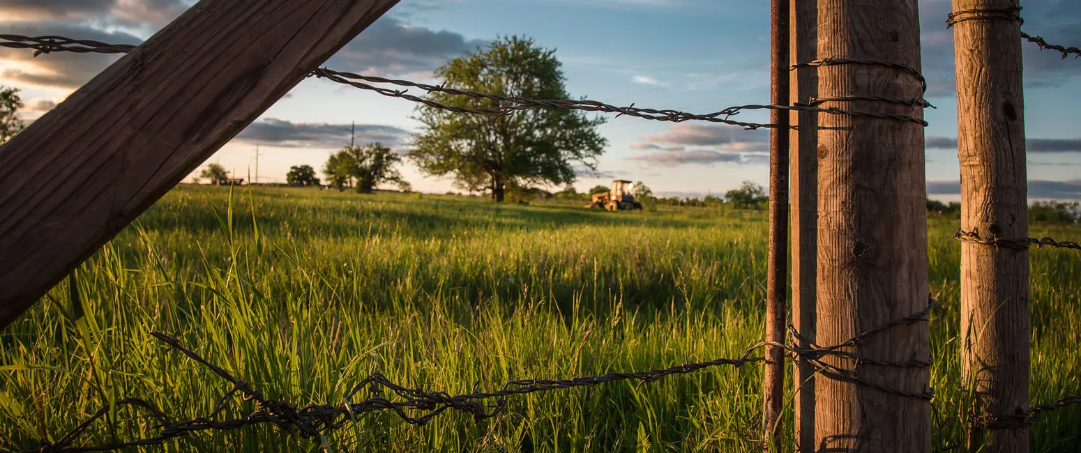 A field of grass and cows