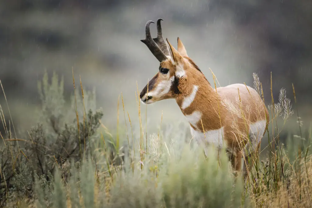 pronghorn