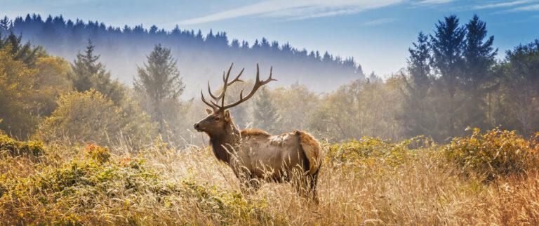 elk in colorado field