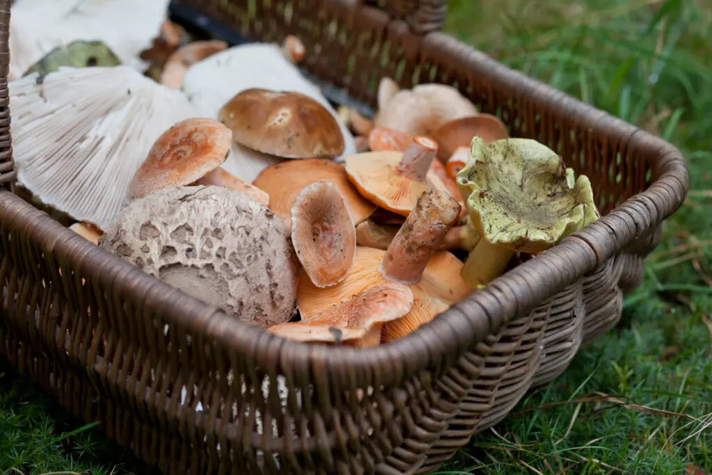 Edible mushrooms picked in the forest