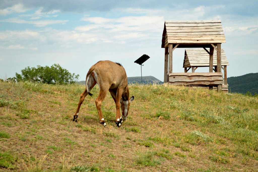 antelope on hill