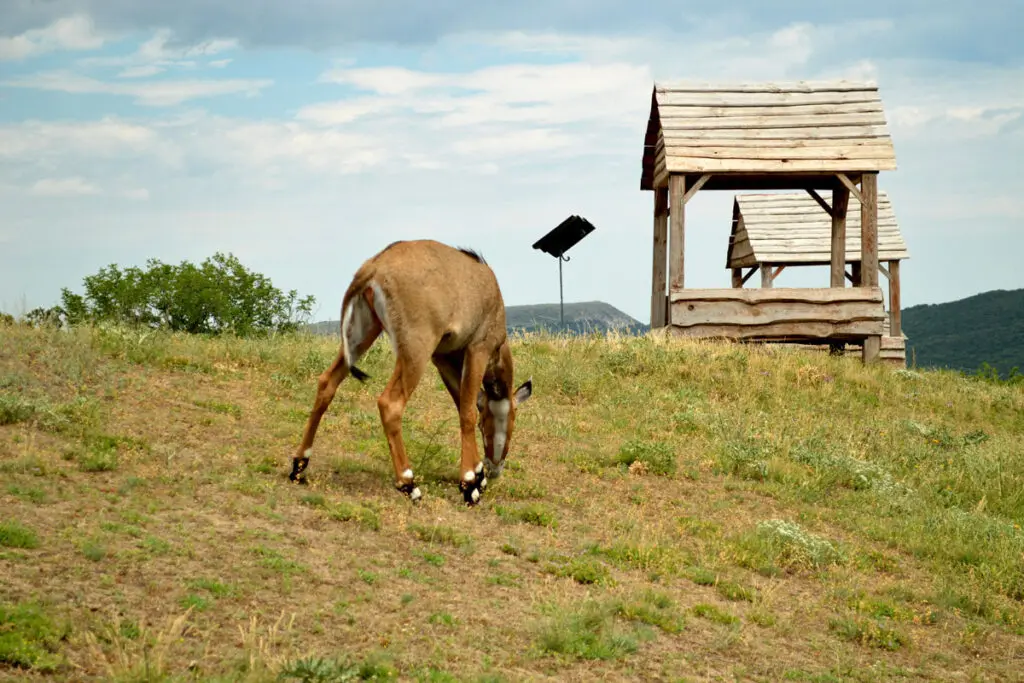 antelope on hill