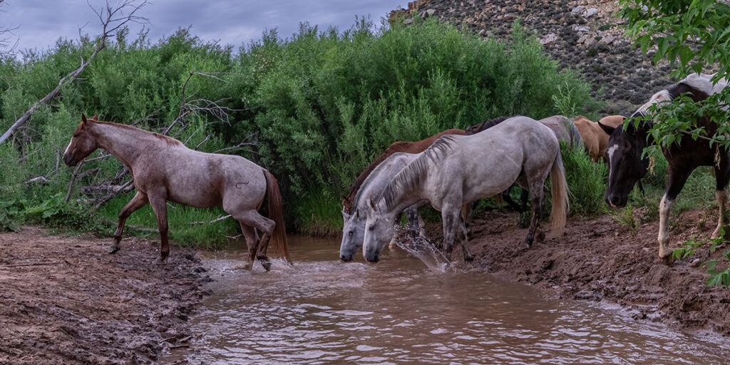 Horses drinking water from a stream on a ranch