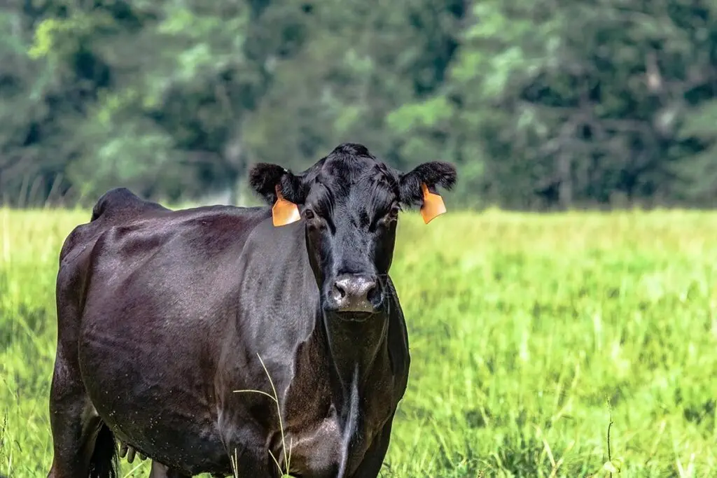 Black Angus cow in a field