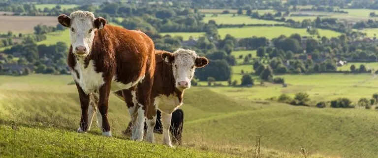 Top Cattle Breeds in the US