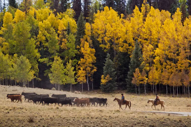 Cattle Drive in the fall