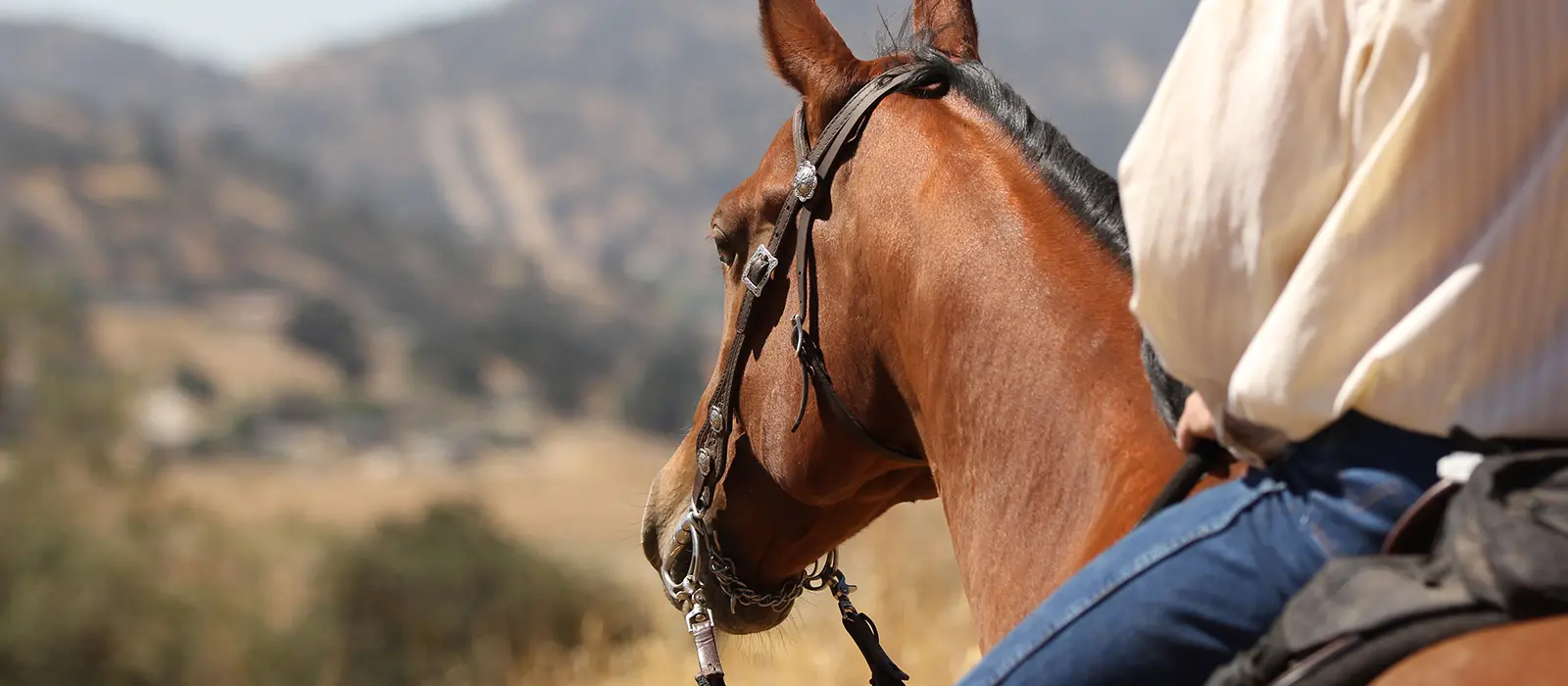 Western Dude Ranches