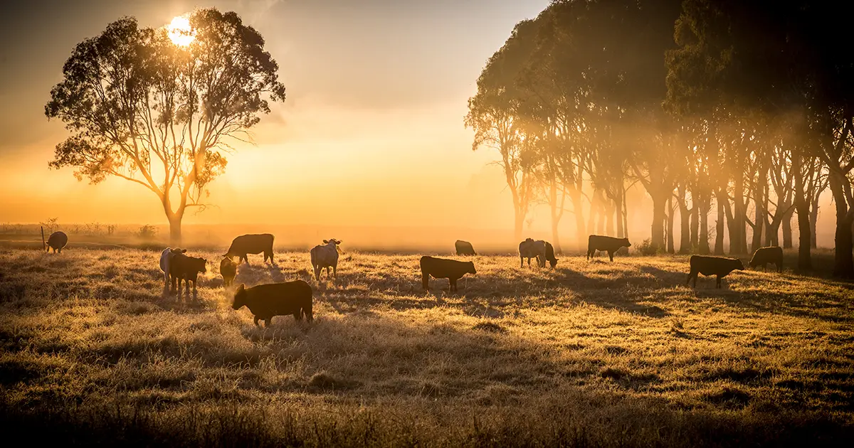 New Ranching Technology