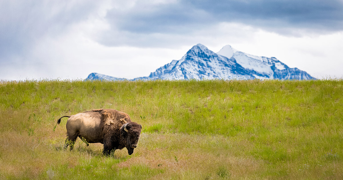 5 Largest Montana Ranches UC Ranch Properties