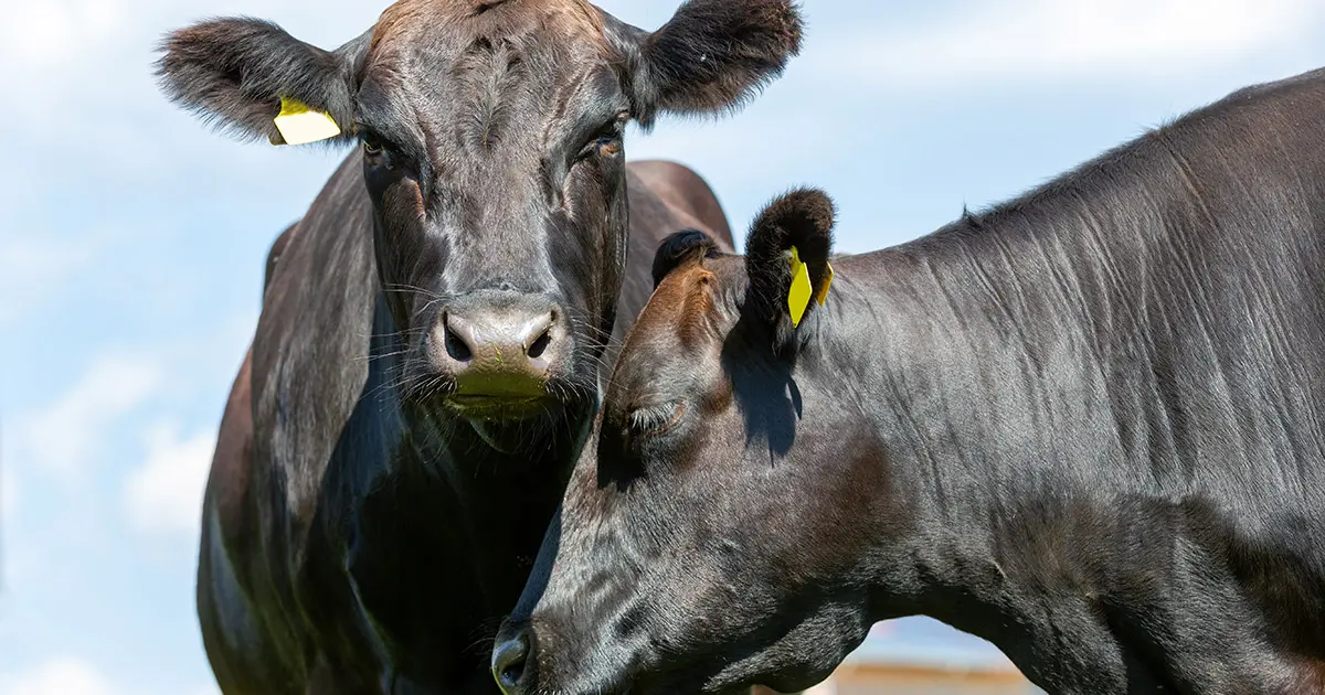 Wagyu Cattle in America
