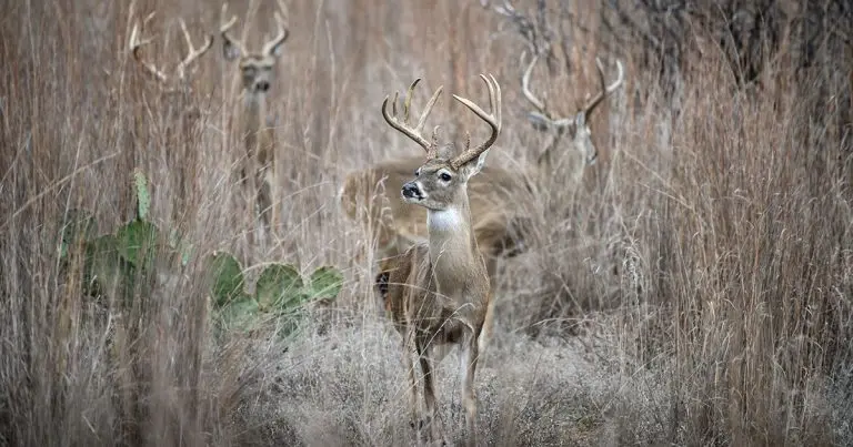 Best Places to Hunt in Texas
