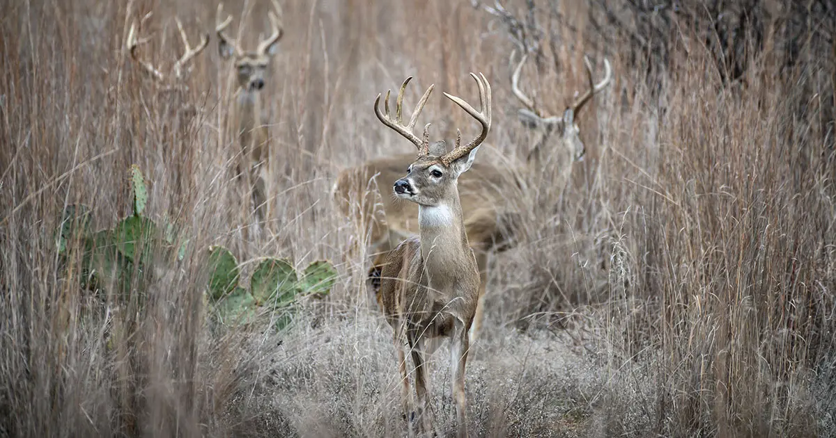 Best Places to Hunt in Texas