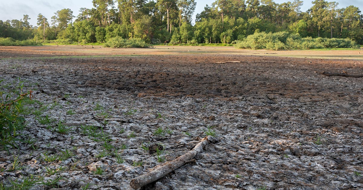 Drought impacts cattle in Texas
