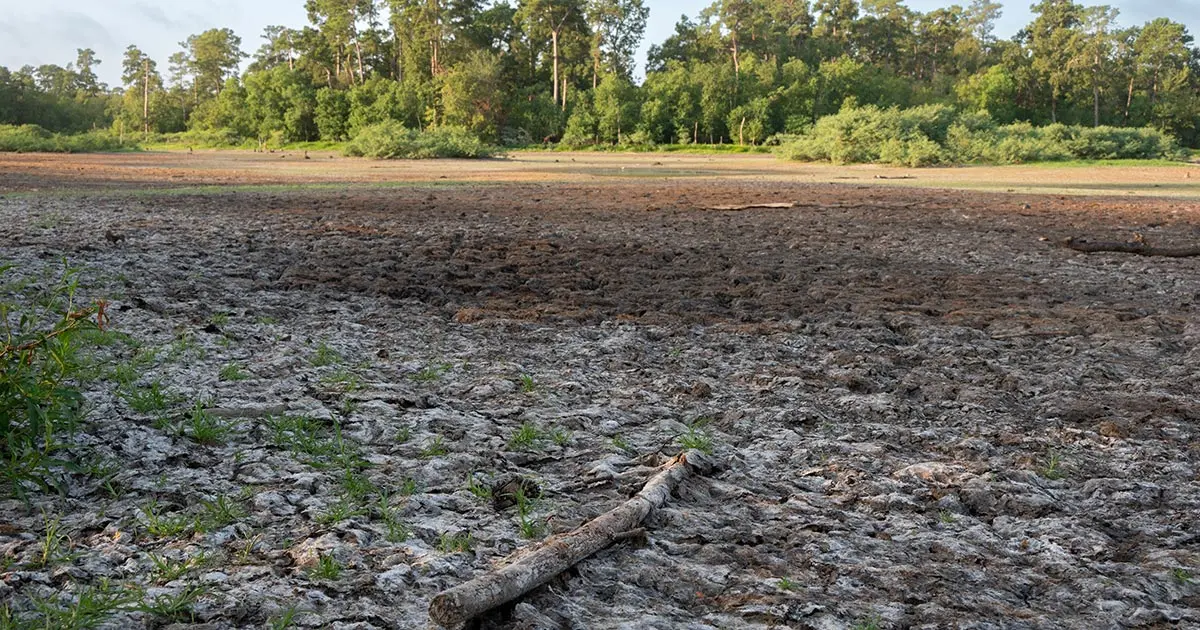 Drought impacts cattle in Texas